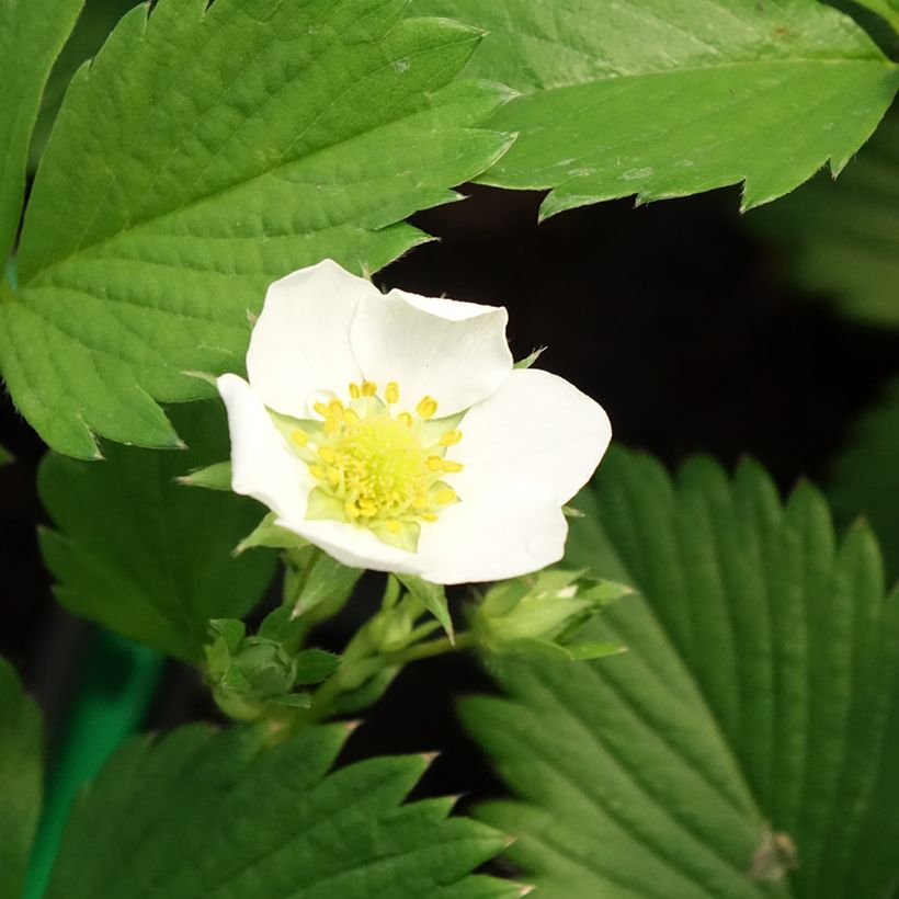Fragola Gariguette (Fioritura)
