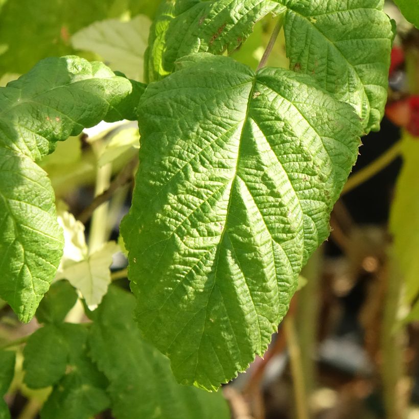 Lampone Bohème Bio (Fogliame)