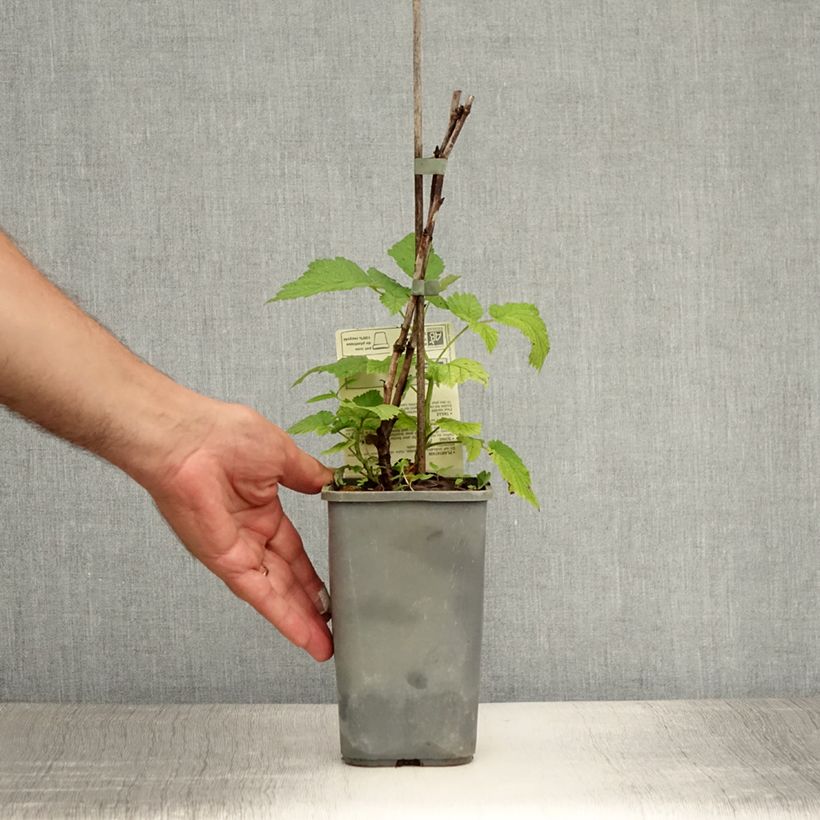Esemplare di Lampone Glen Ample Bio Vaso da 1L/1,5L, Multifusto consegnato in estate