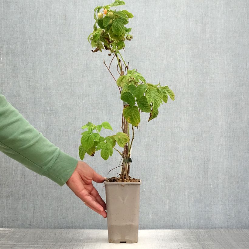 Esemplare di Lampone nano Lowberry Little Orangelina Vaso da 1,5L/2L consegnato in estate