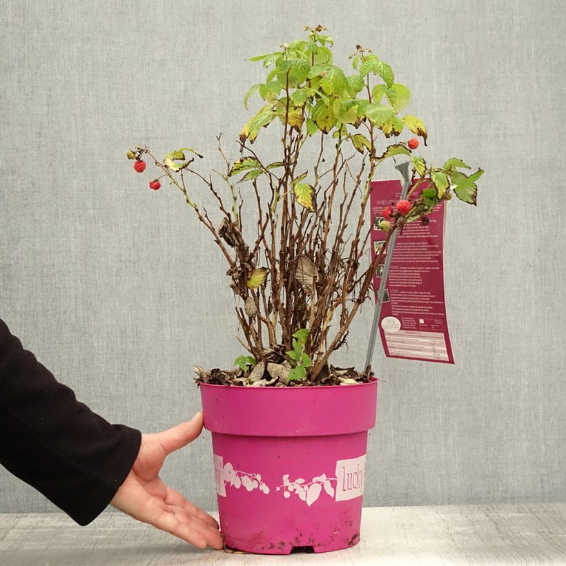 Esemplare di Lampone nano Lucky Berry Vaso da 4L/5L, Multifusto come consegnato in autunno