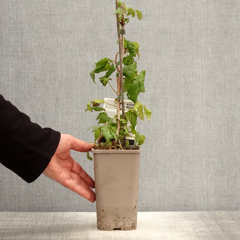 Lampone Bohème Vaso da 1,5L/2L, MultifustoAltezza consegnata circa 20/30cm esemplare consegnato in primavera