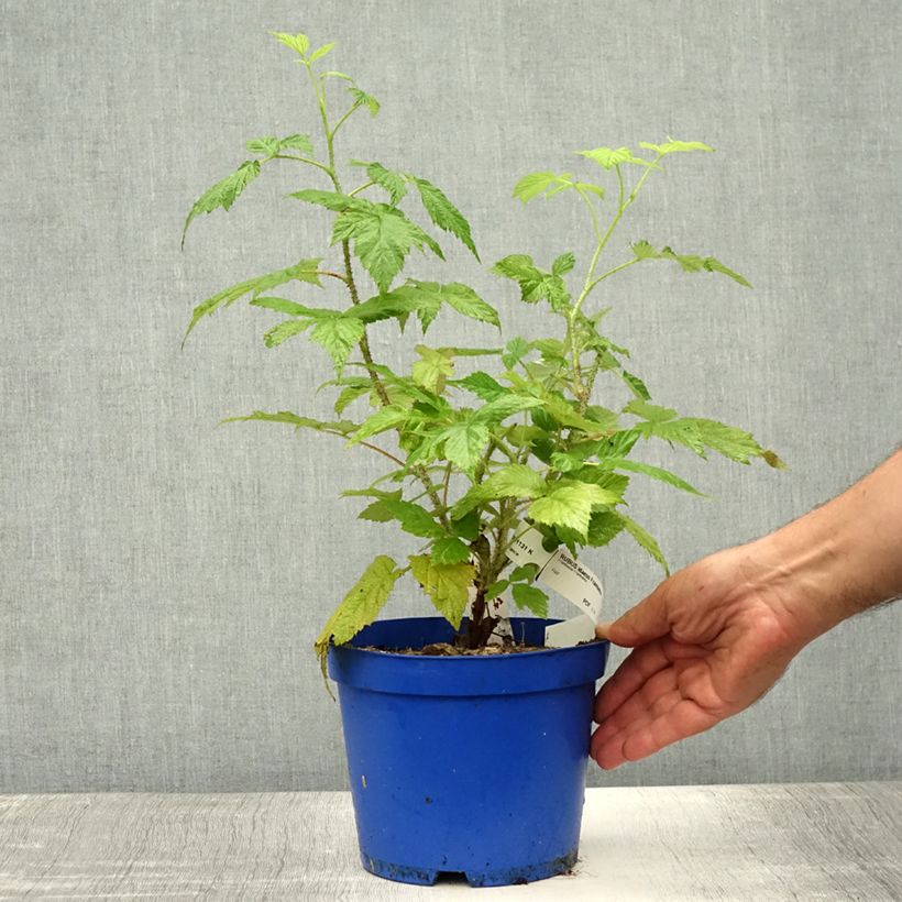 Esemplare di Lampone FRUITALITY Frambélise Vaso da 2L/3L, Multifusto consegnato in estate