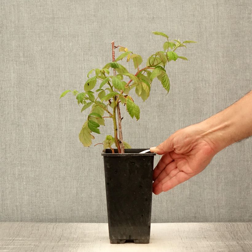 Esemplare di Lampone Scepter Vaso da 1L/1,5L consegnato in estate