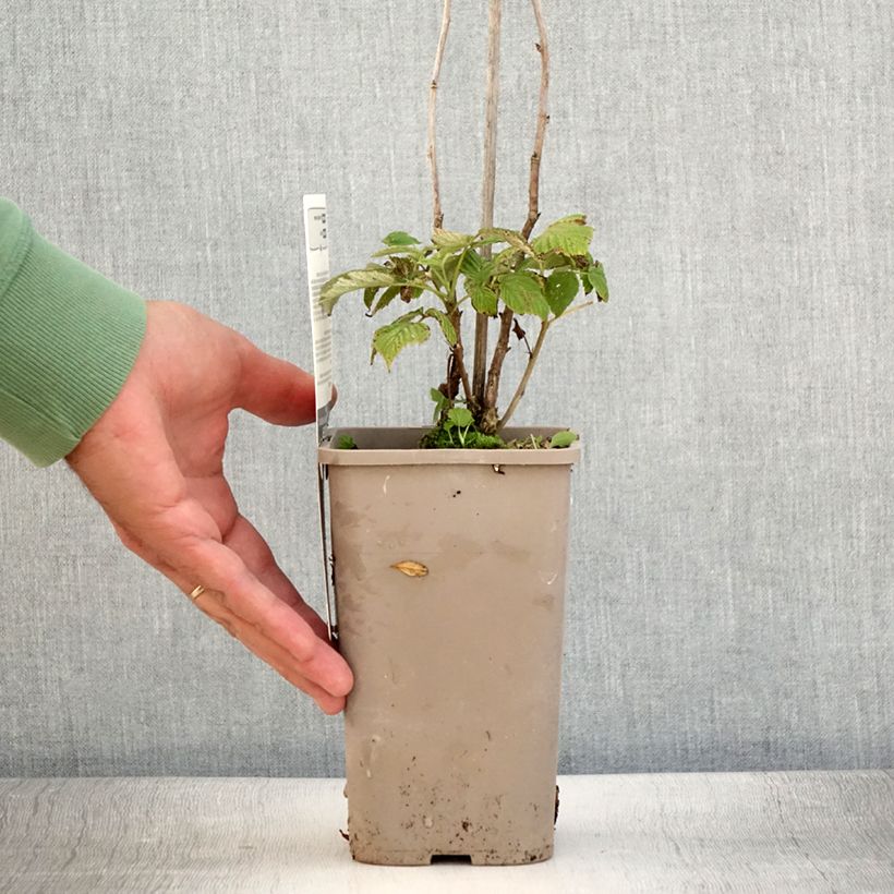 Esemplare di Lampone Schlaraffia Plentiful Vaso da 1,5L/2L, Multifusto consegnato in estate