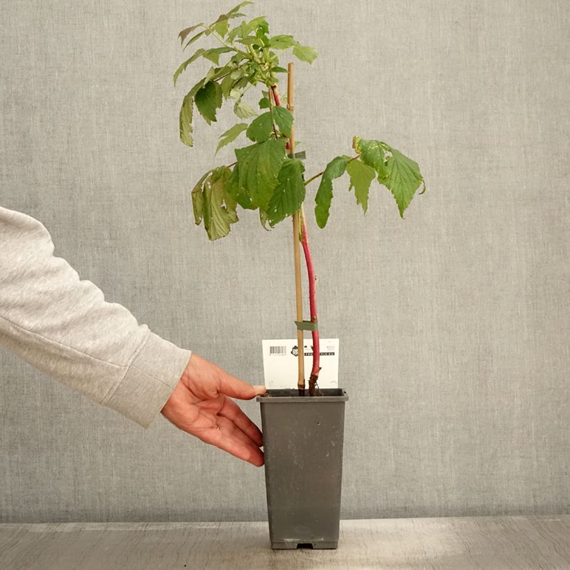Esemplare di Lampone Malling Passion Vaso da 2L/3L come consegnato in autunno
