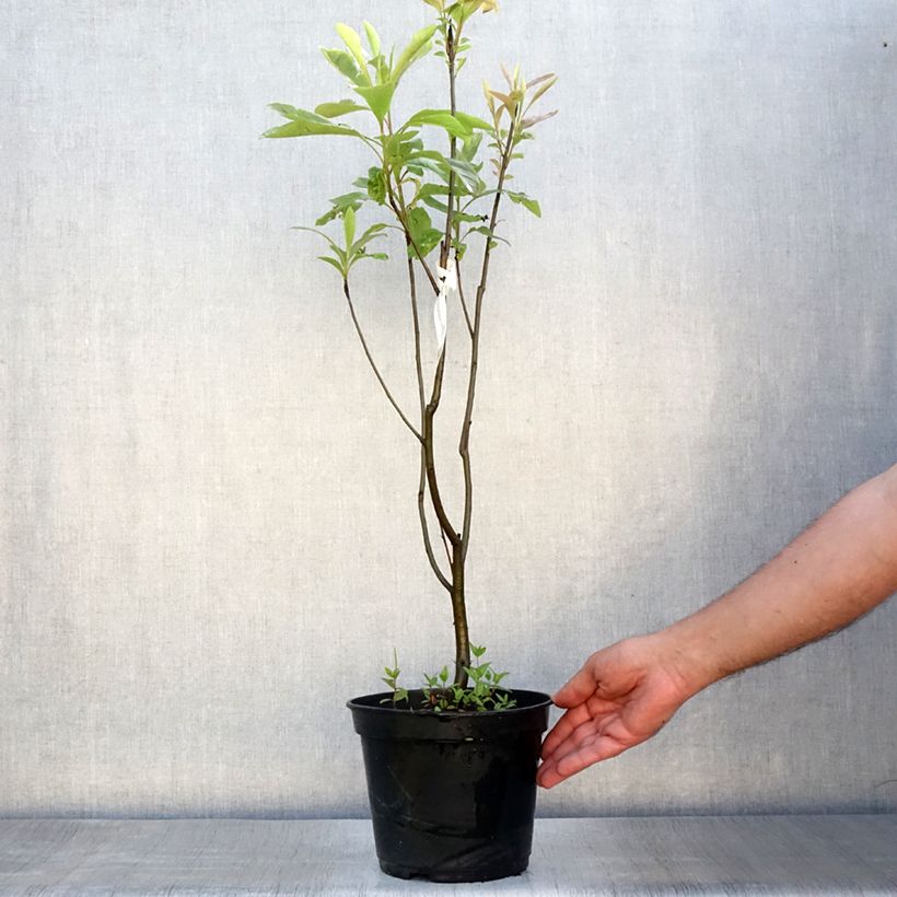 Esemplare di Franklinia alatamaha Vaso da 4L/5L consegnato in estate