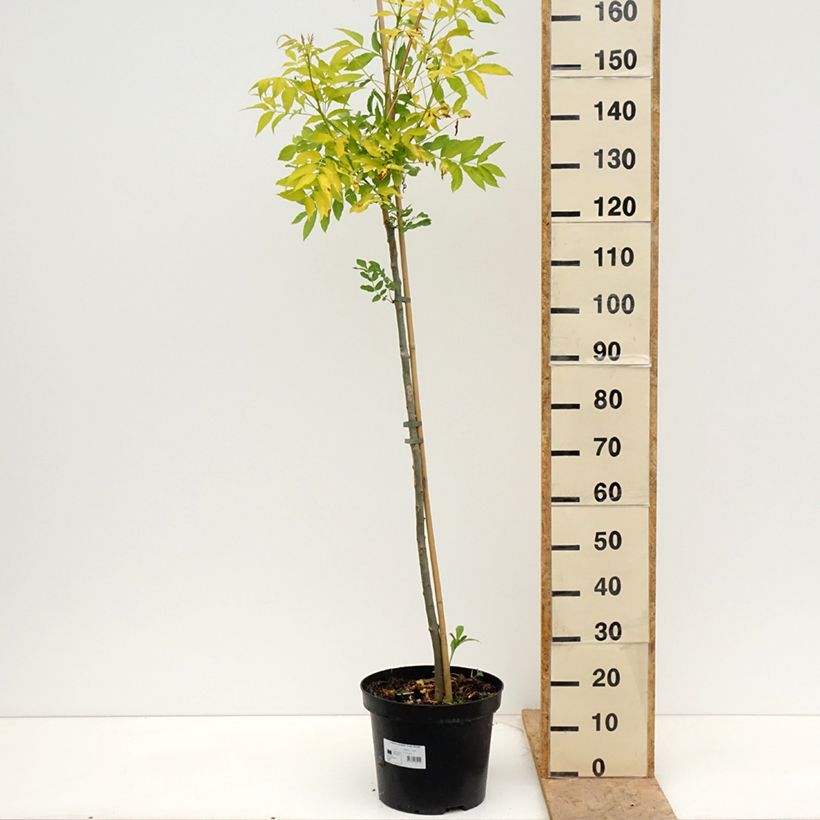 Fraxinus excelsior Foliis Aureis - Frassino maggiore Vaso da 12L/15L esemplare consegnato in primavera