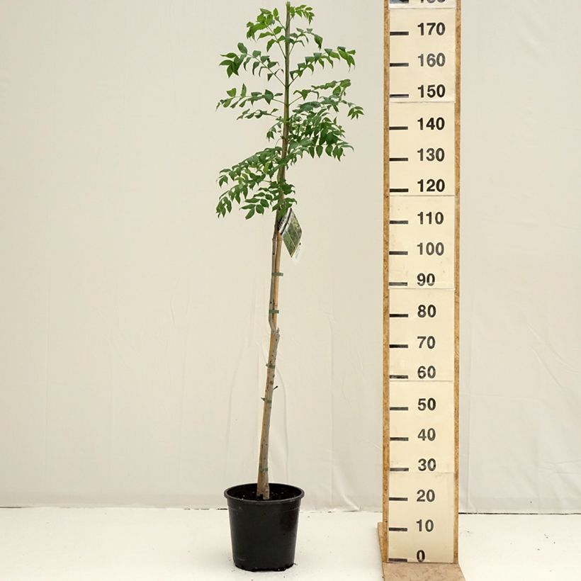 Fraxinus excelsior - Frassino maggiore Vaso da 7,5L/10L esemplare consegnato in primavera