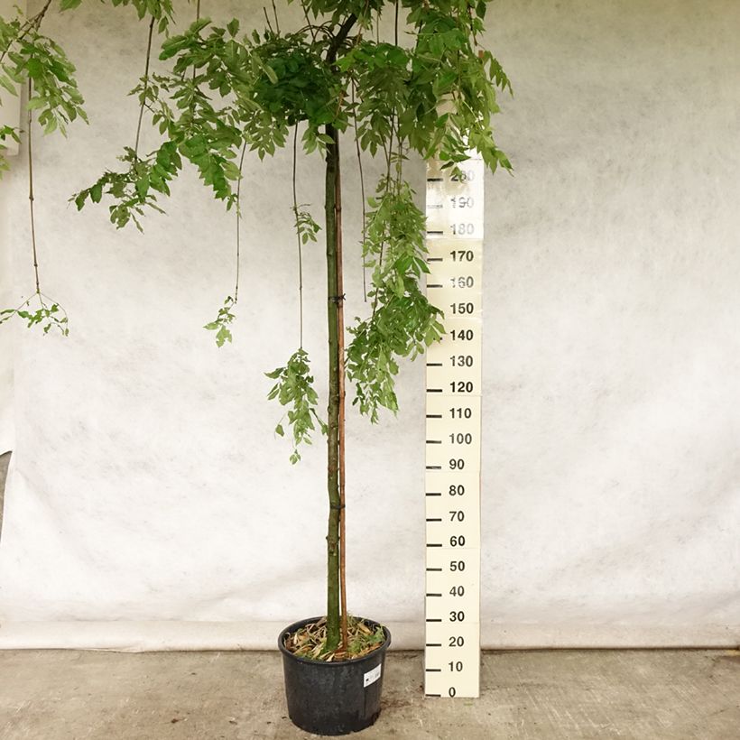 Esemplare di Fraxinus excelsior Pendula - Frassino maggiore Vaso da 30L/35LAltezza consegnata circa 250cm consegnato in estate