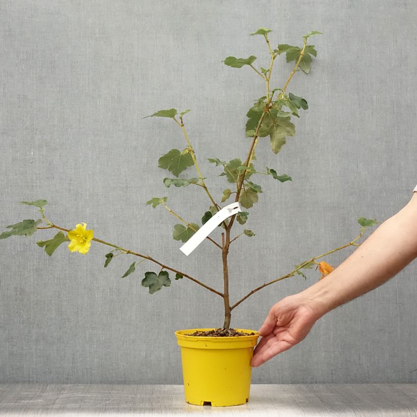 Esemplare di Fremontodendron californicum Vaso da 2L/3L consegnato in estate