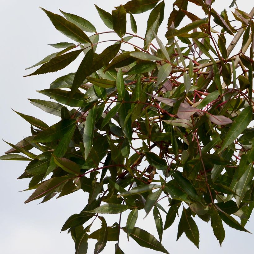 Esempio di esemplare Fraxinus angustifolia Raywood Vaso da 30L/35LAltezza consegnata circa 300cm come consegnato