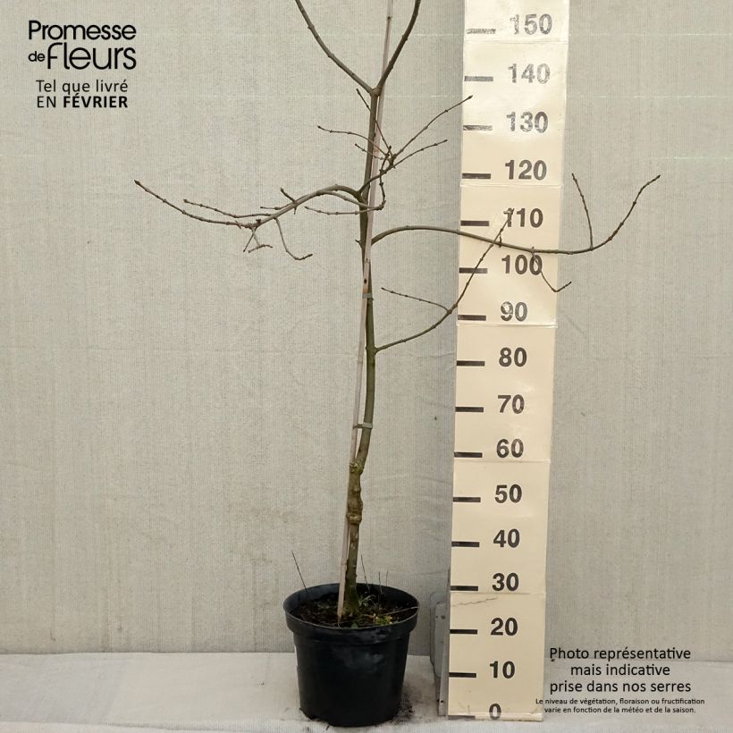Fraxinus angustifolia Variegata Vaso da 12L/15L esemplare consegnato in inverno