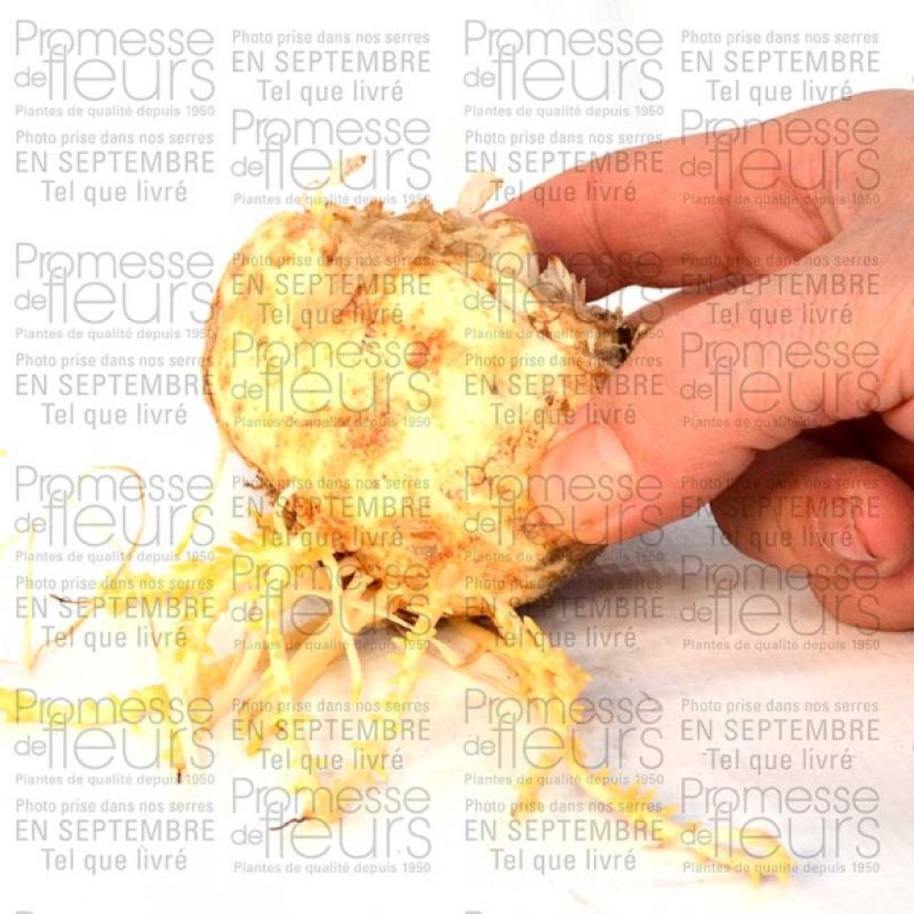 Esempio di esemplare Fritillaria imperialis Aureomarginata - Corona imperiale Bulbo taglia 20+ come consegnato