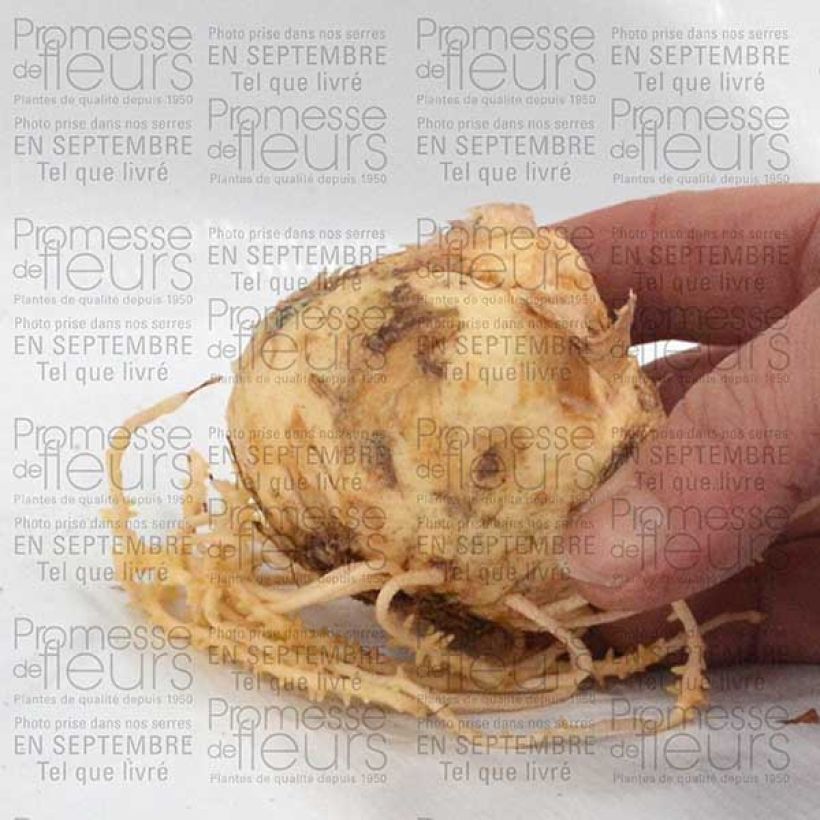 Esempio di esemplare Fritillaria imperialis Lutea - Corona imperiale Bulbo taglia 20+ come consegnato