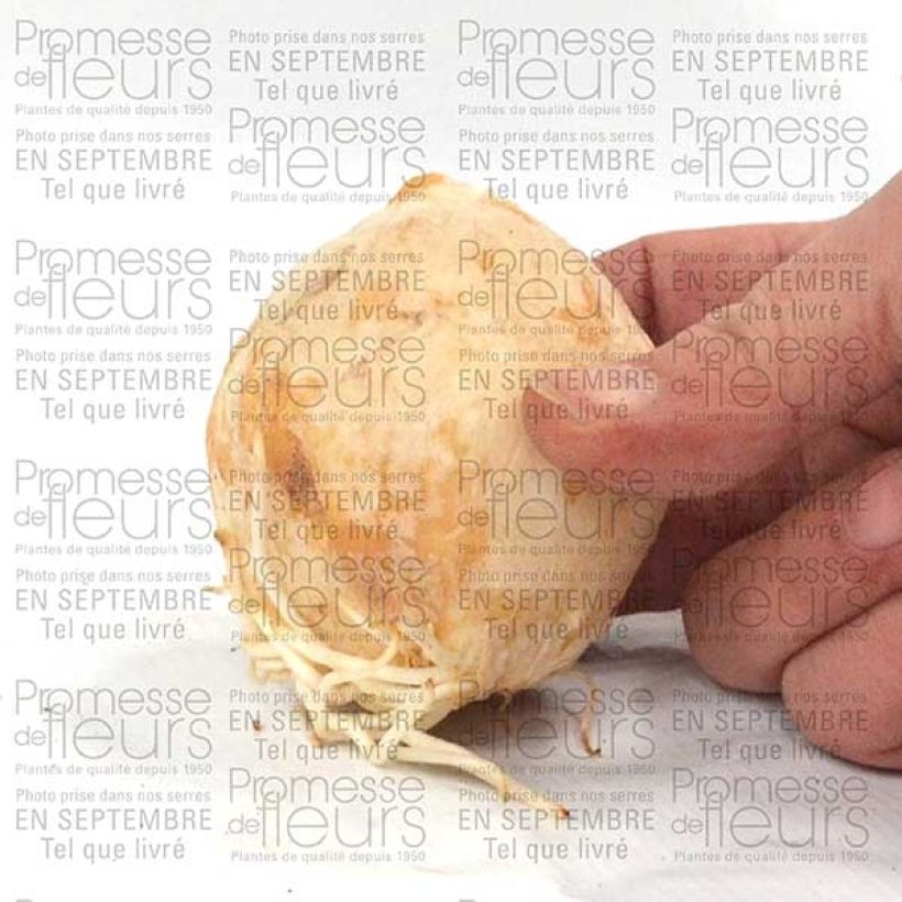 Esempio di esemplare Fritillaria persica Adiyaman - Meleagride persiana Bulbo taglia 20+ come consegnato