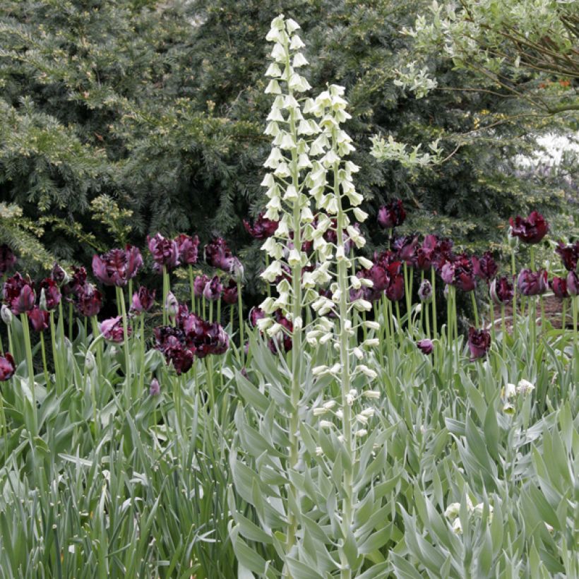 Esempio di esemplare Fritillaria persica Ivory Bells - Meleagride persiana Bulbo taglia 20+ come consegnato