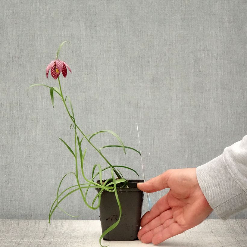 Esemplare di Fritillaria meleagris - Bossolo dei dadi Vasetto da 8/9 cm taglia 6+ consegnato in estate