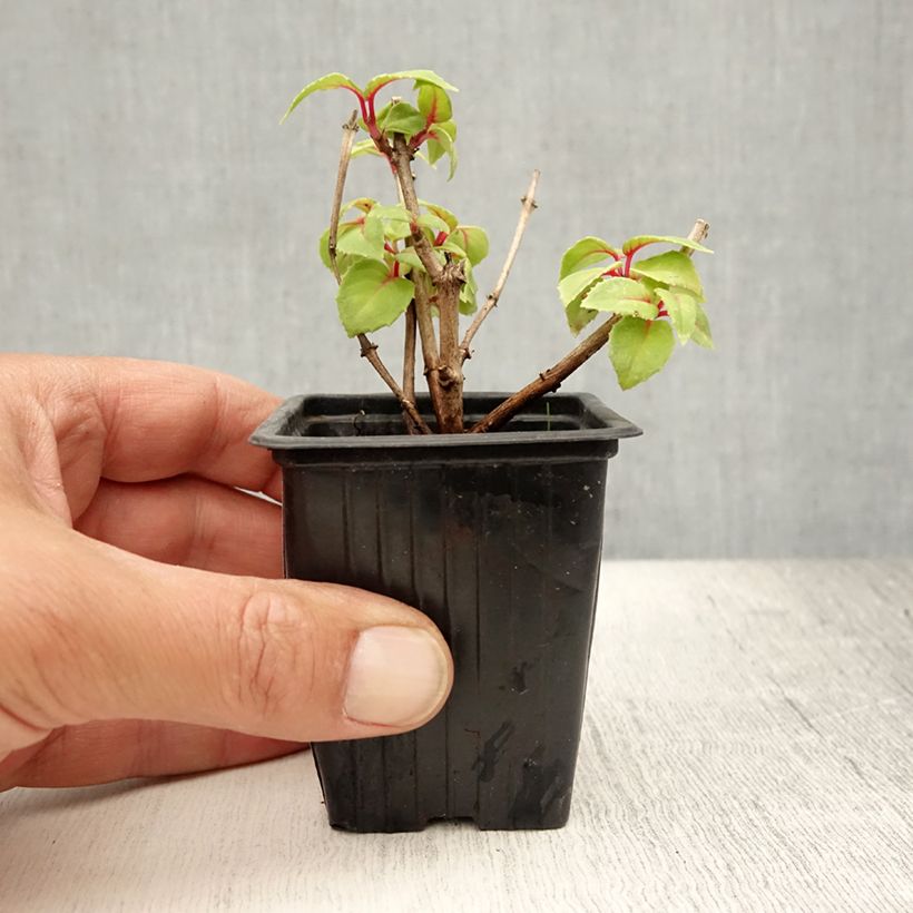 Esemplare di Fuchsia Annabel - Fucsia Vasetto da 8/9 cm consegnato in estate