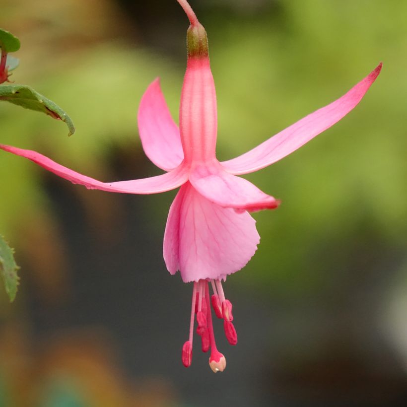 Fuchsia Beacon rosa - Fucsia (Fioritura)