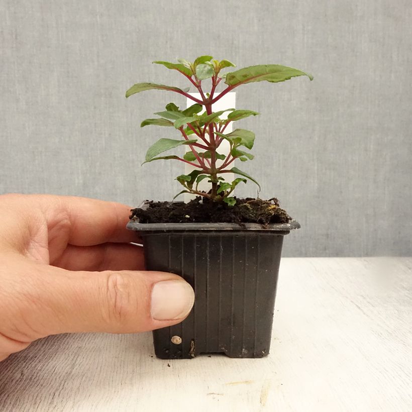 Esemplare di Fuchsia Bernadette - Fucsia Vasetto da 8/9 cm consegnato in estate