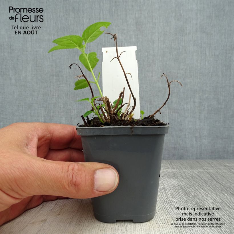 Esemplare di Phygelius aequalis Yellow Trumpet Vasetto da 8/9 cm consegnato in estate