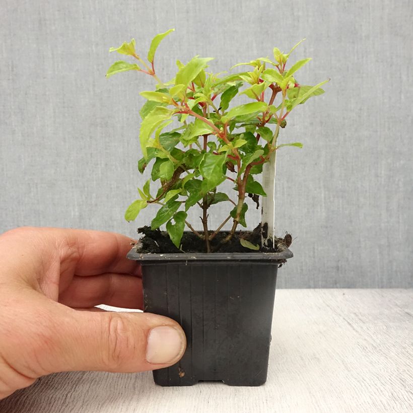 Fuchsia magellanica Genii - Fucsia Vasetto da 8/9 cm esemplare consegnato in primavera