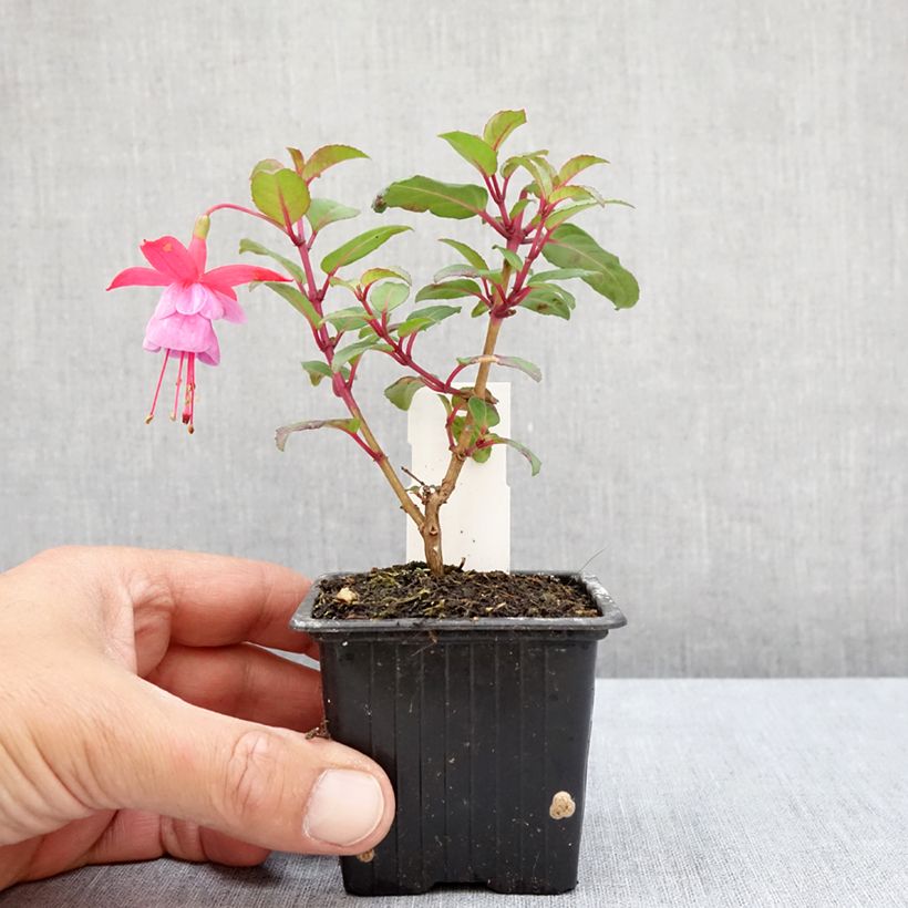 Esemplare di Fuchsia Heidi Ann - Fucsia Vasetto da 8/9 cm consegnato in estate
