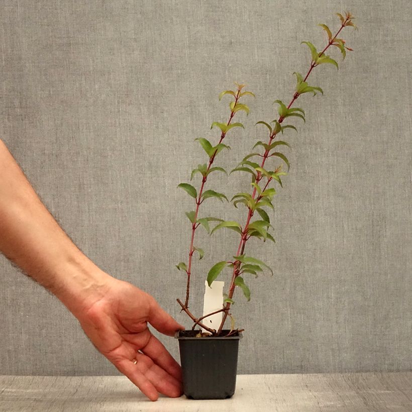 Esemplare di Fuchsia magellanica - Fucsia Vasetto da 8/9 cm consegnato in estate