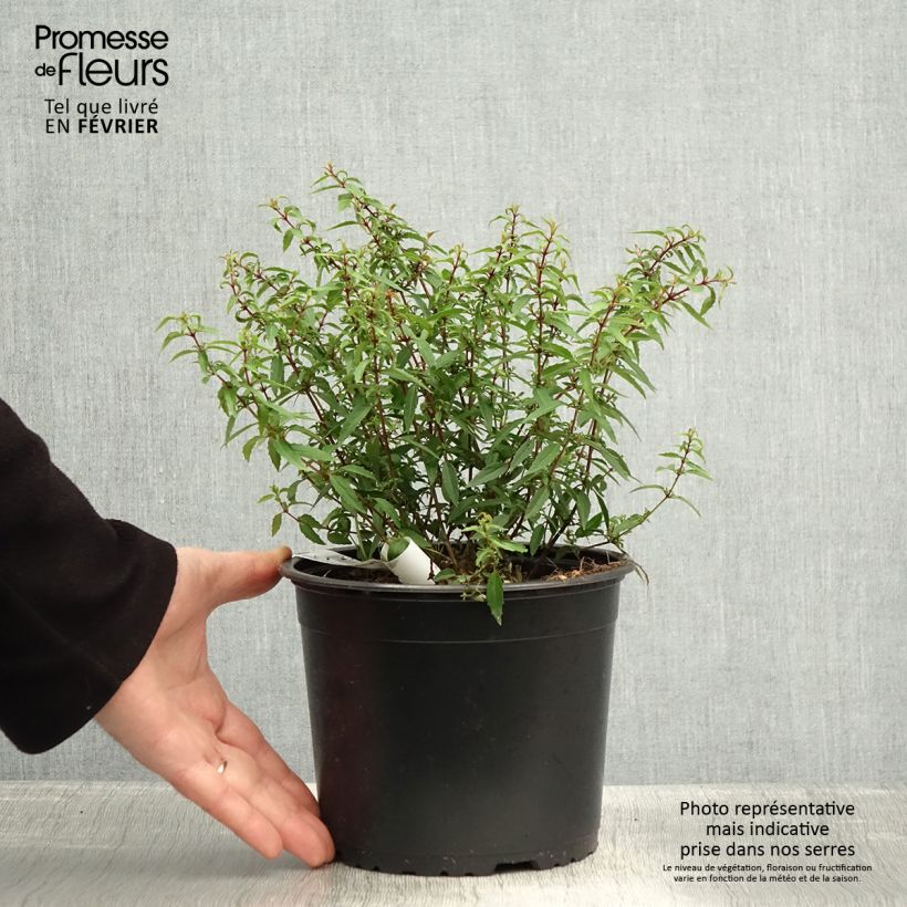 Fuchsia magellanica Pumila - Fucsia Vaso da 3L/4L esemplare consegnato in inverno