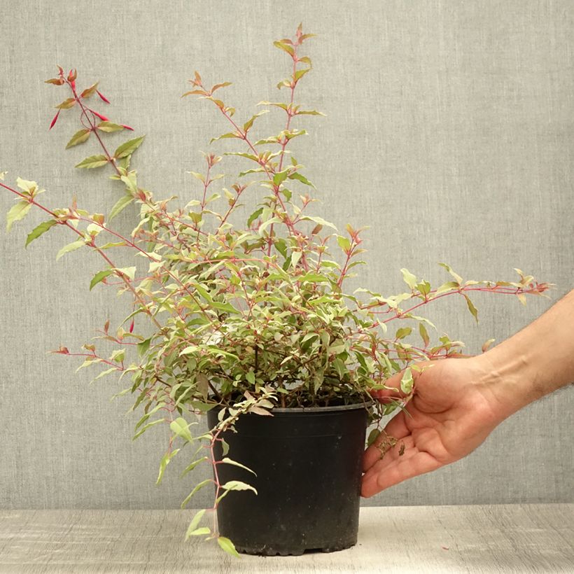 Esemplare di Fuchsia magellanica Tricolorii - Fucsia Vaso da 2L/3L consegnato in estate