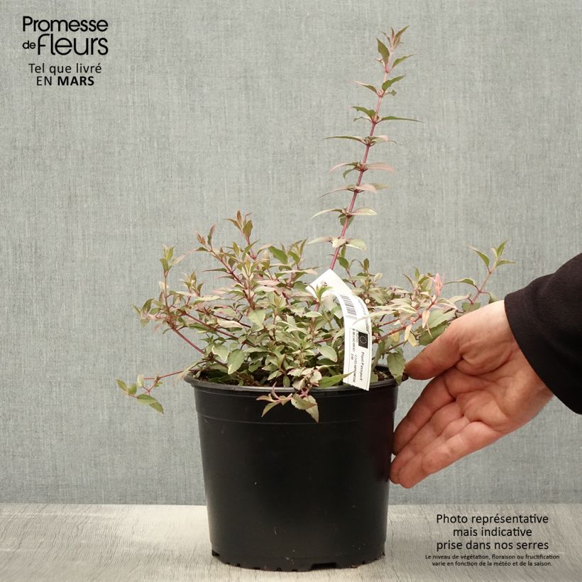 Fuchsia magellanica Tricolorii - Fucsia Vaso da 2L/3L esemplare consegnato in primavera