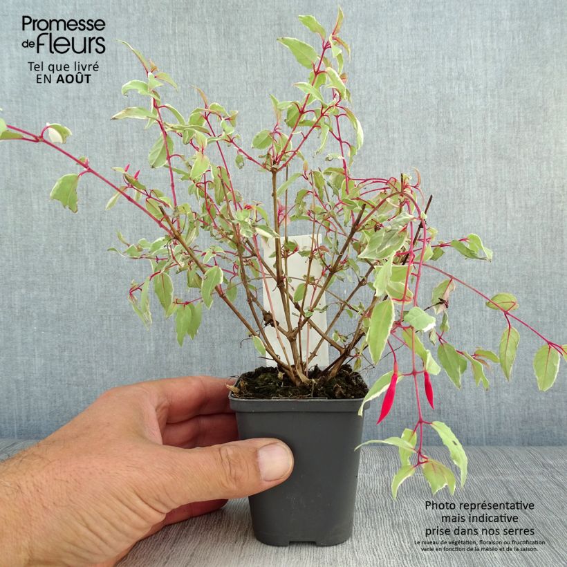 Esemplare di Fuchsia magellanica Versicolor - Fucsia Vasetto da 7/8 cm consegnato in estate