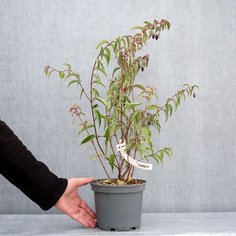 Fuchsia regia Regal - Fucsia Vaso da 3L/4L esemplare consegnato in inverno