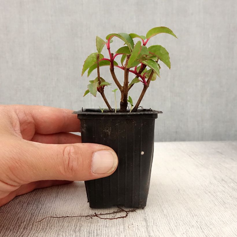 Fuchsia Dark Eyes - Fucsia Vasetto da 7/8 cm esemplare consegnato in primavera
