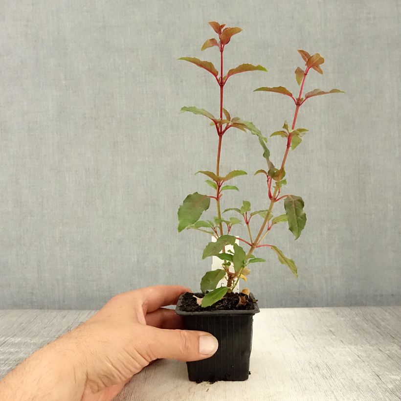 Esemplare di Fucsia Alice Hoffman Vasetto da 8/9 cm consegnato in estate