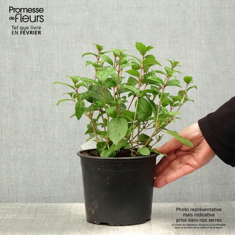 Fuchsia Connie - Fucsia Vaso da 3L/4L esemplare consegnato in inverno
