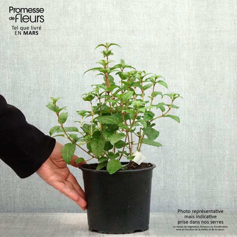 Fuchsia Connie - Fucsia Vaso da 3L/4L esemplare consegnato in primavera