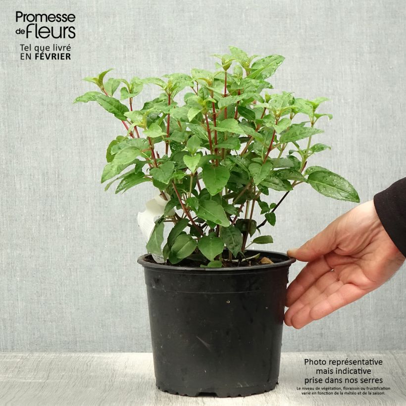 Fuchsia Princess Dollar - Fucsia Vaso da 2L/3L esemplare consegnato in inverno