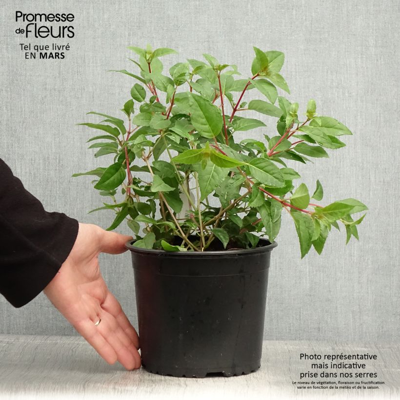 Fuchsia Princess Dollar - Fucsia Vaso da 2L/3L esemplare consegnato in primavera