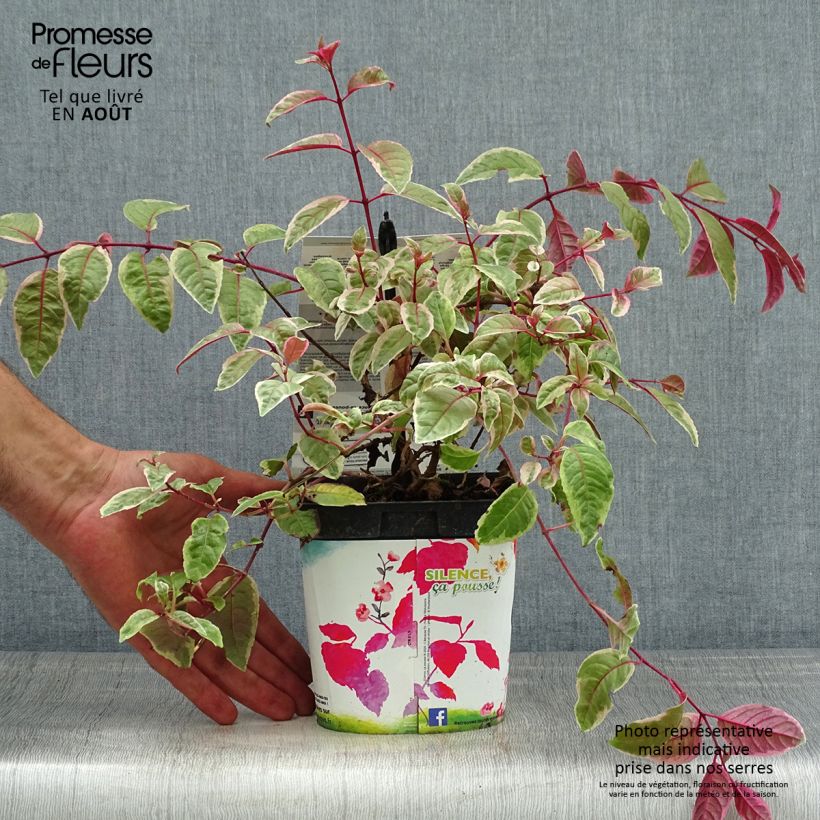 Esemplare di Fuchsia Tom West - Fucsia Vaso da 2L/3L consegnato in estate