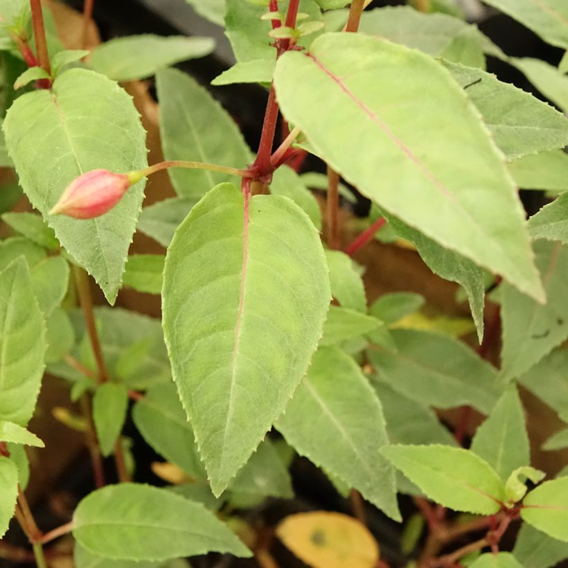 Fuchsia Winston Churchill - Fucsia (Fogliame)