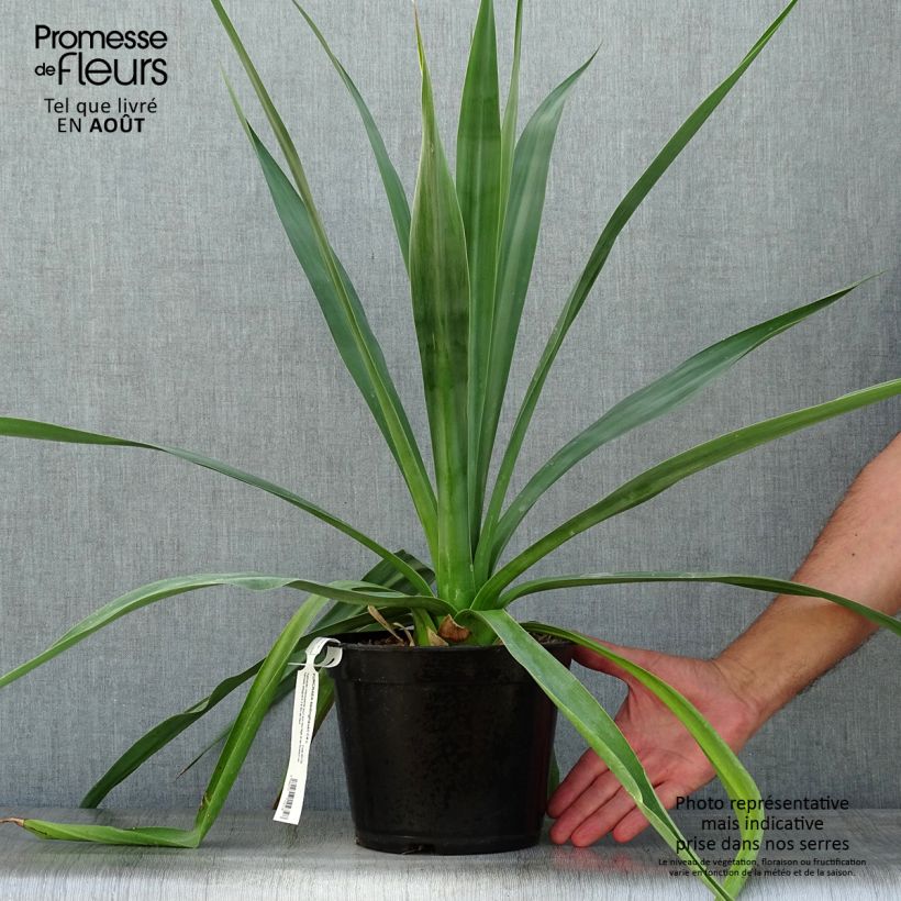 Esemplare di Furcraea bedinghausii - Furcraea blu Vaso da 3L/4L consegnato in estate