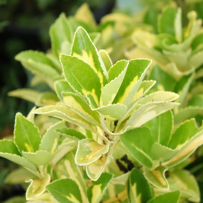 Fusaria giapponese Duc d'Anjou (Fogliame)