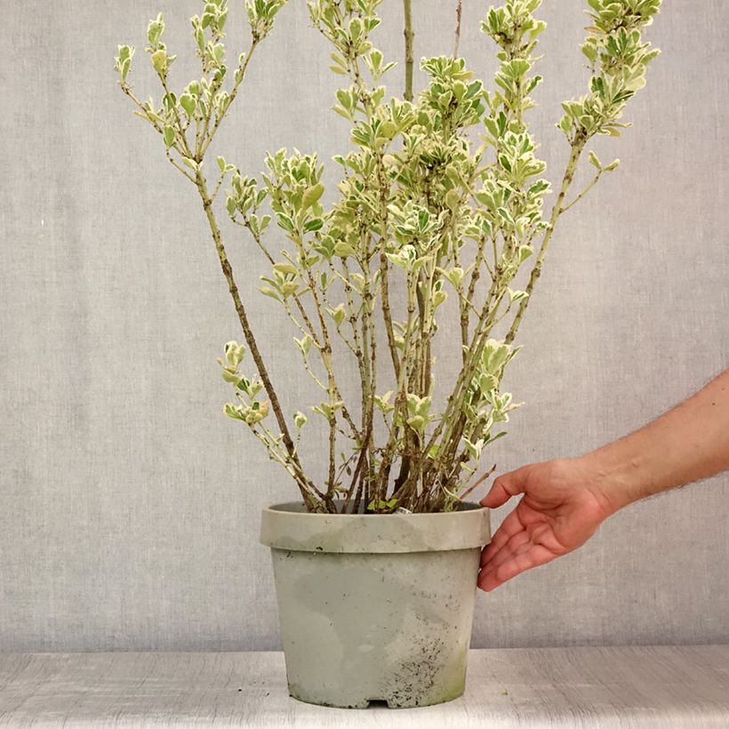 Esemplare di Fusaria giapponese Silver King Vaso da 7,5L/10LAltezza consegnata circa 60+cm consegnato in estate