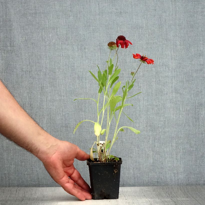 Esemplare di Gaillardia grandiflora Arizona Red Shades Vasetto da 8/9 cm consegnato in estate