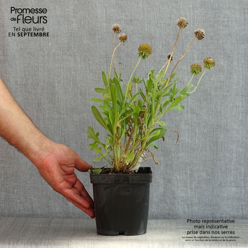 Esemplare di Gaillardia grandiflora Kobold Vaso da 2L/3L consegnato in estate