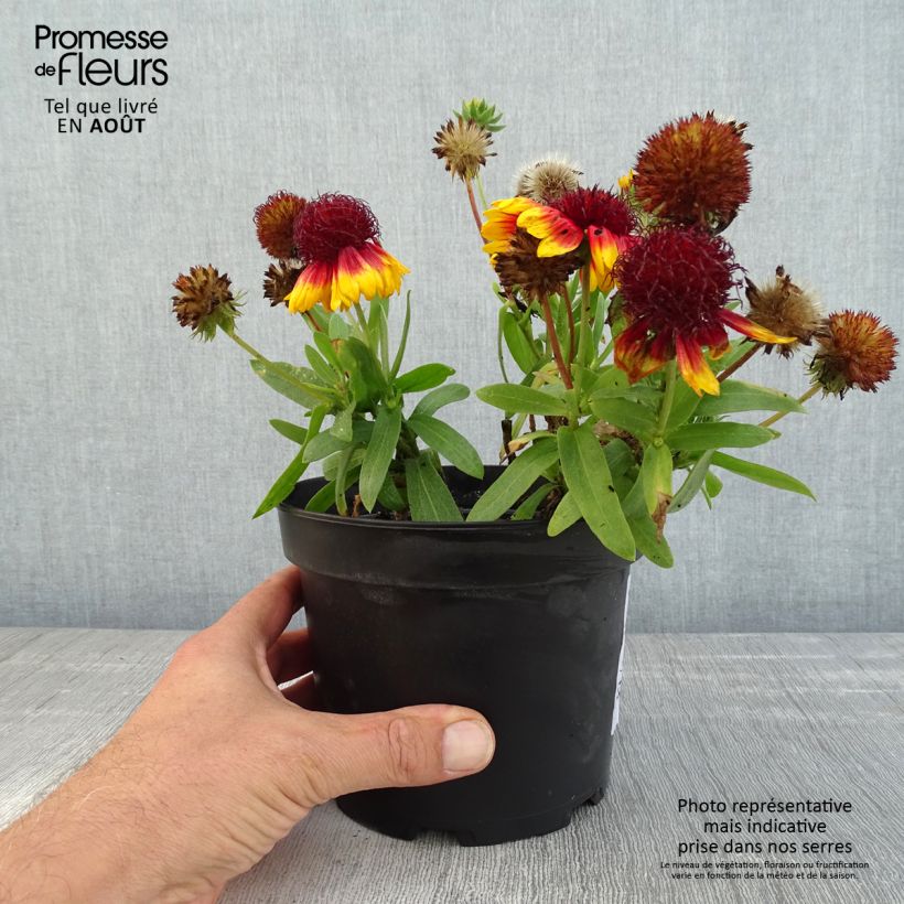 Esemplare di Gaillardia Lutin Vaso da 2L/3L consegnato in estate