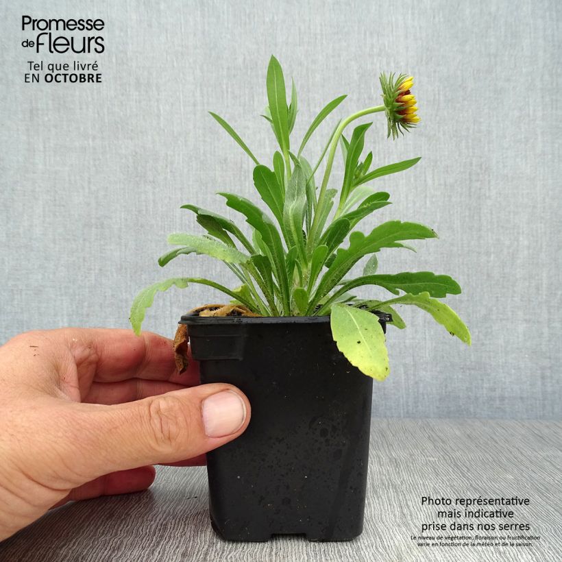 Esemplare di Gaillardia Lutin Vasetto da 7/8 cm come consegnato in autunno