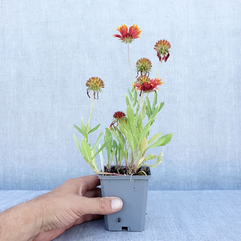 Esemplare di Gaillardia grandiflora Tokayer Vasetto da 8/9 cm consegnato in estate